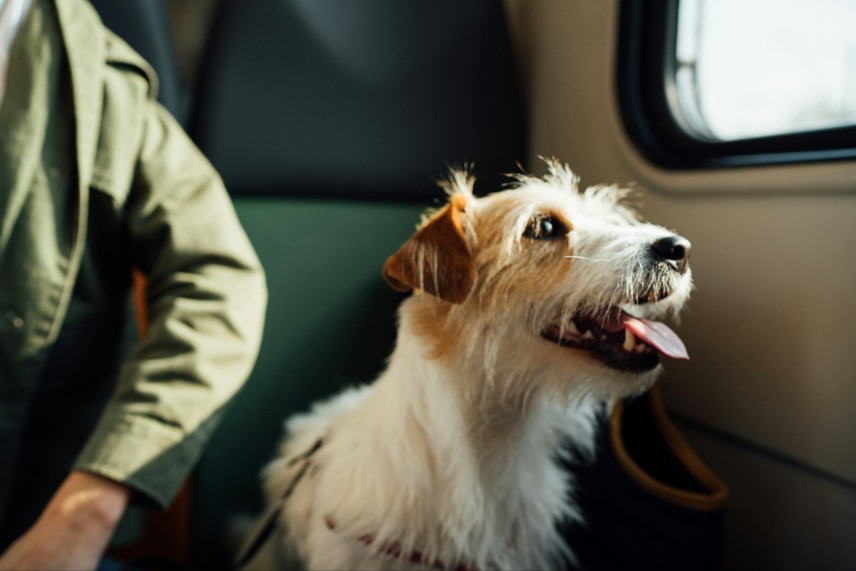 Traveling with Pets: Why Virtual Vets Help